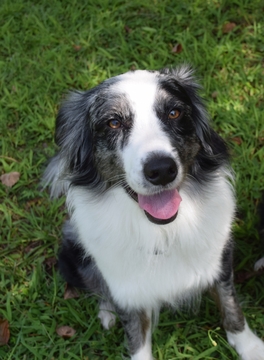 Medium Photo #1 Aussiedoodle Puppy For Sale in DOUGLASVILLE, GA, USA