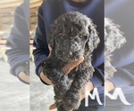 Small Photo #2 Poodle (Standard) Puppy For Sale in CHARITON, IA, USA