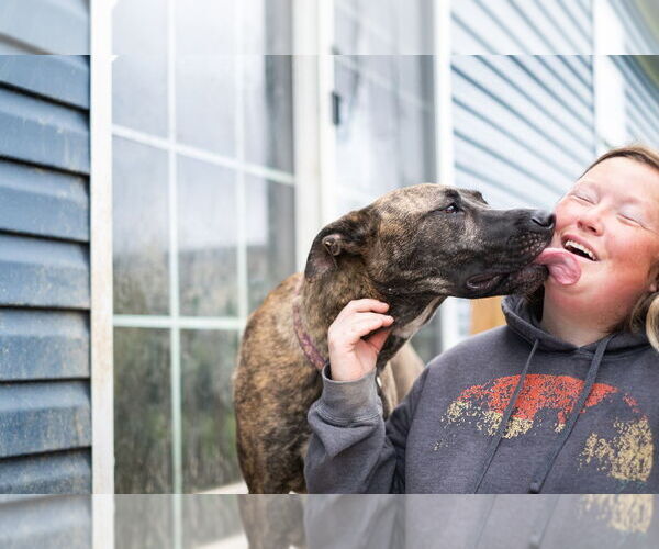 Medium Photo #11 American Pit Bull Terrier-German Shepherd Dog Mix Puppy For Sale in Utica, NY, USA