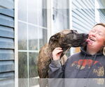 Small #10 American Pit Bull Terrier-German Shepherd Dog Mix