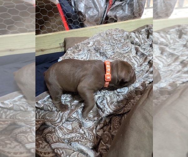 Medium Photo #7 American Pit Bull Terrier Puppy For Sale in CHARLOTTE, NC, USA