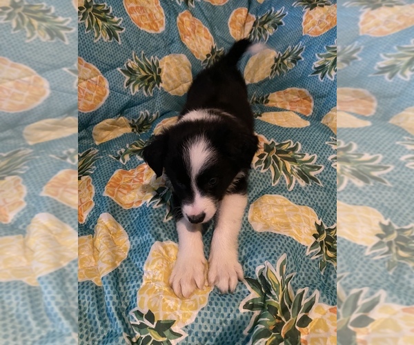 Medium Photo #27 Border Collie Puppy For Sale in AIKEN, SC, USA