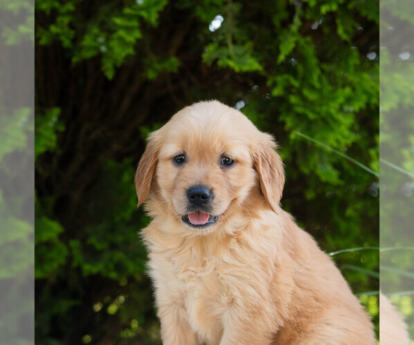 Medium Photo #6 Golden Retriever Puppy For Sale in NEWPORT, PA, USA