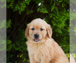 Small #5 Golden Retriever