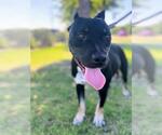 Small #1 American Staffordshire Terrier Mix