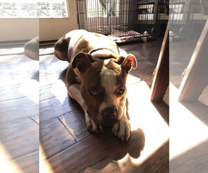 Honeybee - Female Mutt Dog for Adoption - Photo #4