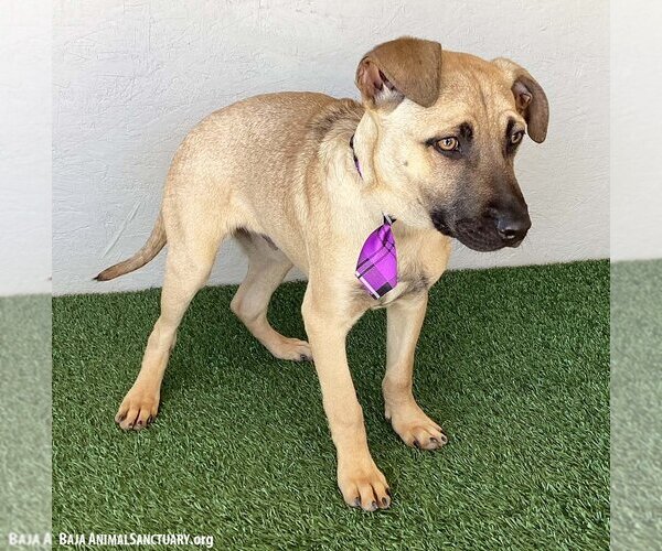 Medium Photo #2 Black Mouth Cur-Boxer Mix Puppy For Sale in San Diego, CA, USA