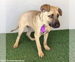 Small Photo #2 Black Mouth Cur-Boxer Mix Puppy For Sale in San Diego, CA, USA