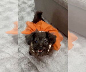 Shih Tzu Dog for Adoption in Mooresville, North Carolina USA