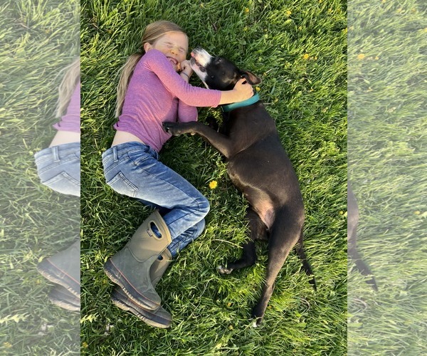 Medium Photo #5 Mutt Puppy For Sale in Sheboygan, WI, USA