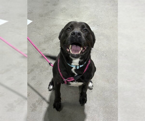 Medium Photo #1 Labrador Retriever-Unknown Mix Puppy For Sale in Forestville, MD, USA
