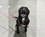 Small Labrador Retriever Mix