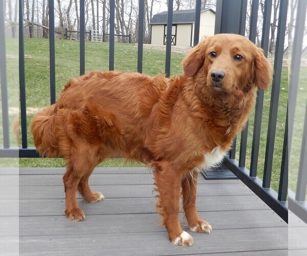 Medium Photo #1 Goldendoodle (Miniature) Puppy For Sale in MILLERSBURG, OH, USA