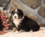 Small Photo #6 Australian Shepherd Puppy For Sale in WESTFIELD, MA, USA