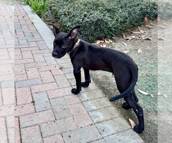 Medium Photo #4 American Staffordshire Terrier-Unknown Mix Puppy For Sale in San Juan Capistrano, CA, USA