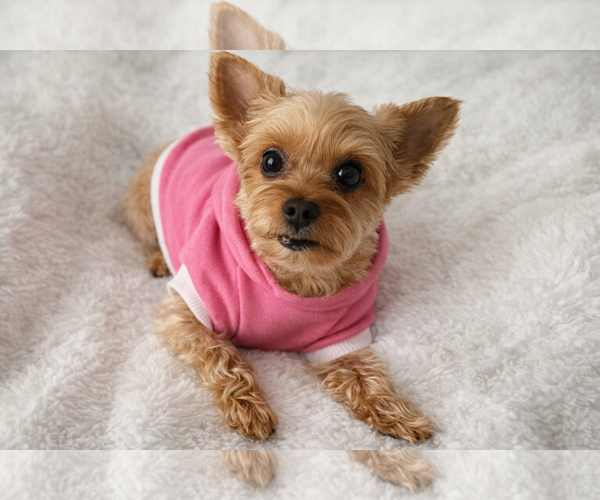 Medium Photo #2 Mutt Puppy For Sale in Allentown,, PA, USA