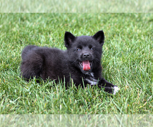 Medium Pomsky