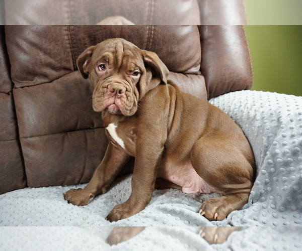 Medium Photo #10 Olde English Bulldogge Puppy For Sale in MURRAY, KY, USA