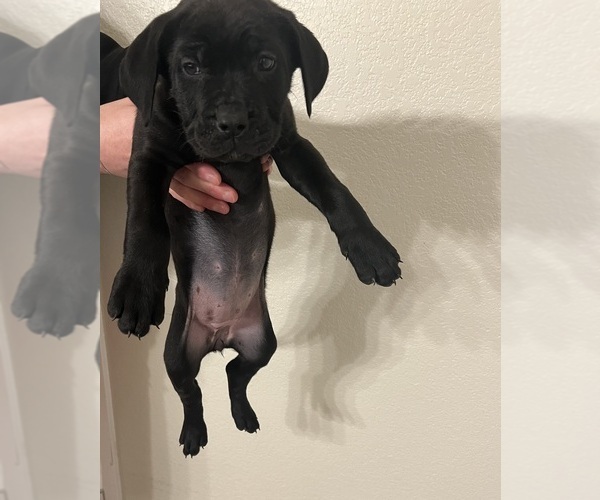 Cane Corso PUPPY FOR SALE ADN746221 Cane Corso Female Cane Corso