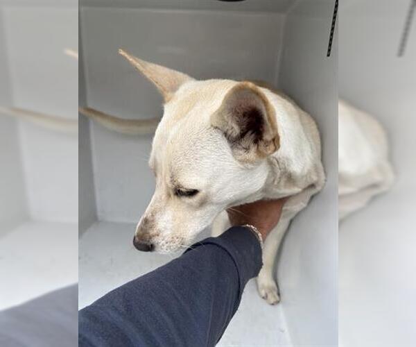 Medium Photo #1 Carolina Dog-Unknown Mix Puppy For Sale in Houston, TX, USA