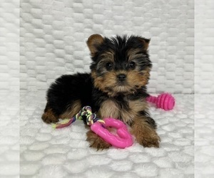Yorkshire Terrier Puppy for sale in FRANKLIN, IN, USA
