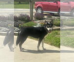 Small Siberian Husky Mix