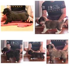 Akita Puppy for sale in BROOKVILLE, OH, USA