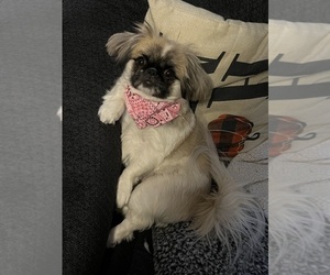 Pekingese Puppy for sale in POLKTON, NC, USA