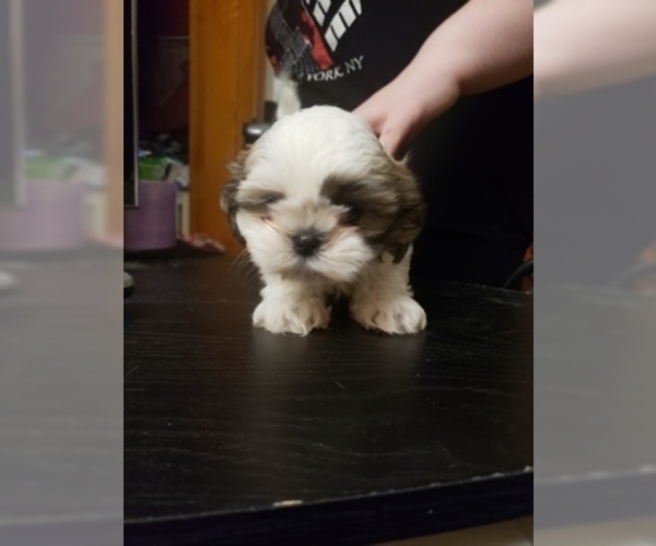 Medium Photo #3 Shih Tzu Puppy For Sale in CENTRALIA, MO, USA