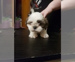 Small Photo #3 Shih Tzu Puppy For Sale in CENTRALIA, MO, USA