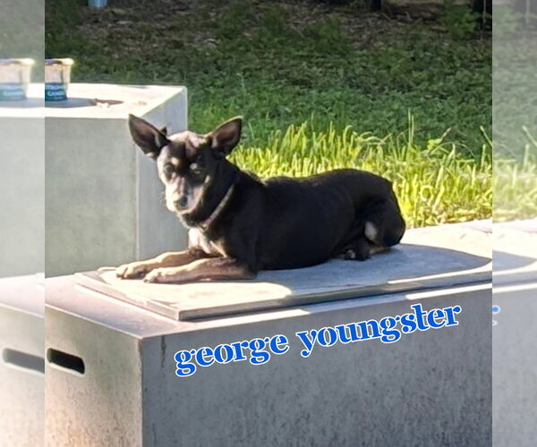 Medium Photo #10 Chiweenie Puppy For Sale in San Antonio, TX, USA