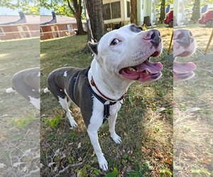 Mariposa - Female American Pit Bull Terrier-Unknown Mix Dog for Adoption - Photo #30