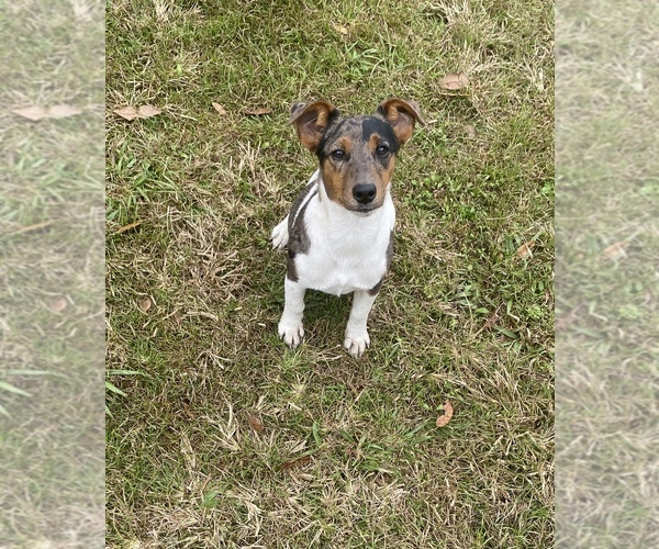 Medium Photo #1 Jack Russell Terrier Puppy For Sale in BROOKER, FL, USA