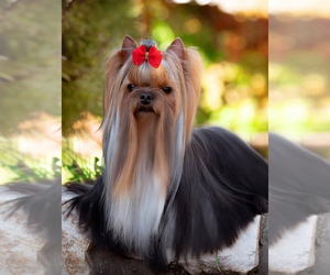 Father of the Yorkshire Terrier puppies born on 04/20/2025