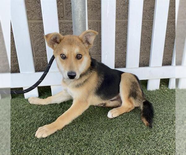Medium Photo #1 German Shepherd Dog-Unknown Mix Puppy For Sale in Modesto, CA, USA