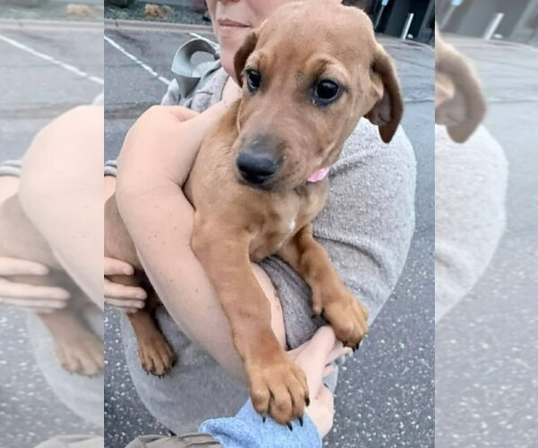 Medium Photo #11 Dachshund-Doberman Pinscher Mix Puppy For Sale in Buffalo, MN, USA