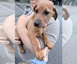 Small #10 Dachshund-Doberman Pinscher Mix