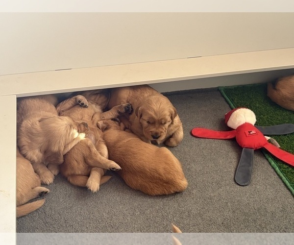 Medium Photo #3 Golden Retriever Puppy For Sale in PINE VALLEY, CA, USA
