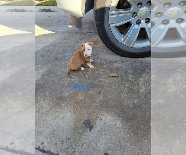 Medium Photo #1 American Pit Bull Terrier Puppy For Sale in DALLAS, TX, USA
