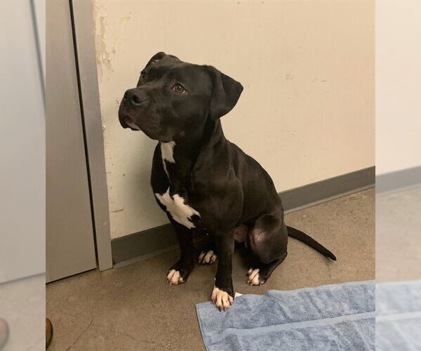 Medium Photo #1 American Pit Bull Terrier Puppy For Sale in Berkeley , CA, USA