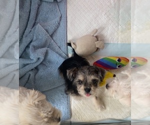 Schnauzer (Miniature) Puppy for sale in ORMOND BEACH, FL, USA