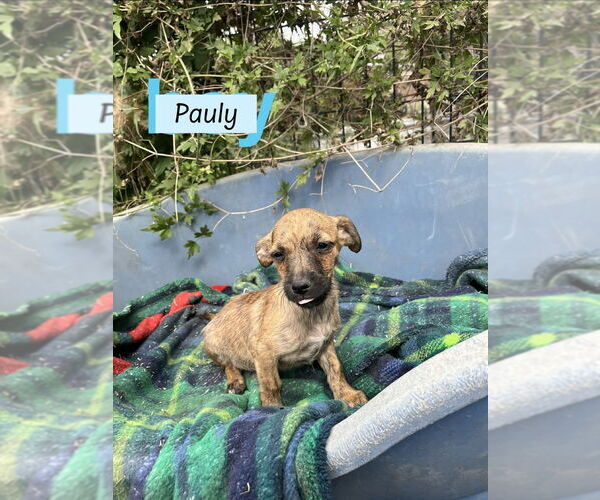 Medium Photo #1 ShiChi Puppy For Sale in Brewster, NY, USA