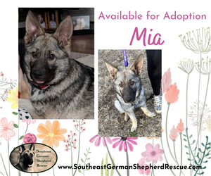 German Shepherd Dog Dogs for adoption in New Hill, NC, USA