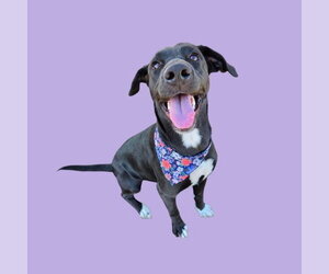 Labrador Retriever-Unknown Mix Dogs for adoption in Bakersfield, CA, USA