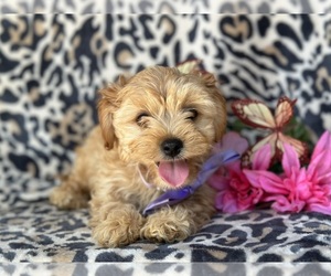 Bichpoo-Cavalier King Charles Spaniel Mix Puppy for sale in LANCASTER, PA, USA