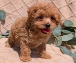 Small Photo #20 Cockapoo Puppy For Sale in GOSHEN, IN, USA