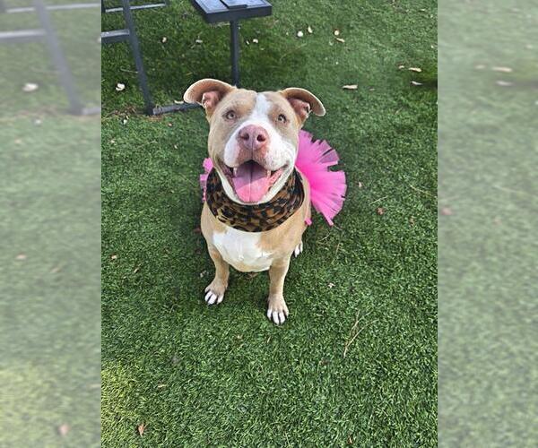Medium Photo #2 American Pit Bull Terrier Puppy For Sale in Downey, CA, USA