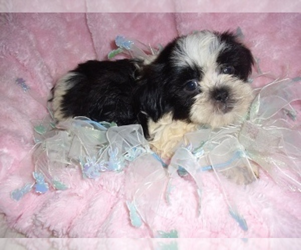 Medium Photo #6 Shih Tzu Puppy For Sale in JACKSON, MS, USA