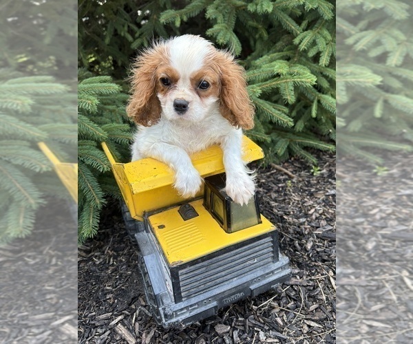 Medium Photo #4 Cavalier King Charles Spaniel Puppy For Sale in MIDDLEBURY, IN, USA
