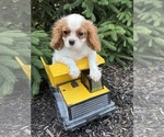 Small Photo #4 Cavalier King Charles Spaniel Puppy For Sale in MIDDLEBURY, IN, USA